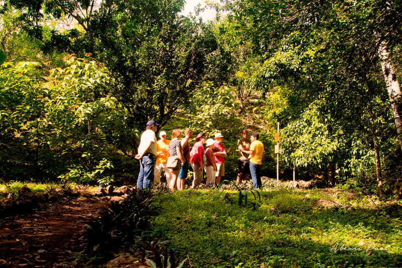 Xkopek, Mayan Bees Tour and Honey Tasting in Valladolid - Jungle Path Lessons: Plants Used for Honey Production