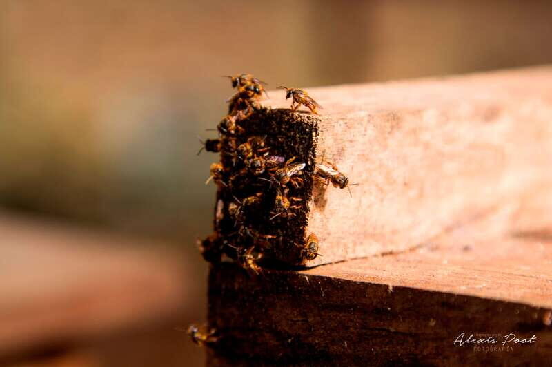 Xkopek, Mayan Bees Tour and Honey Tasting in Valladolid - The Walking Start Before the Dry Cenote Descent