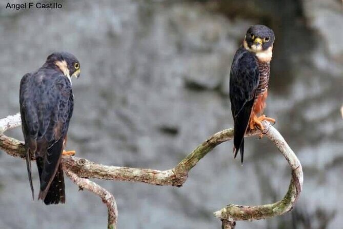 Xocen Birding - Why Xocén-Kanxoc is a smart birding pick near Valladolid
