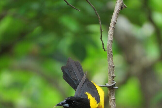 Xocen Birding - Local guide skills: seeing fast, hearing better