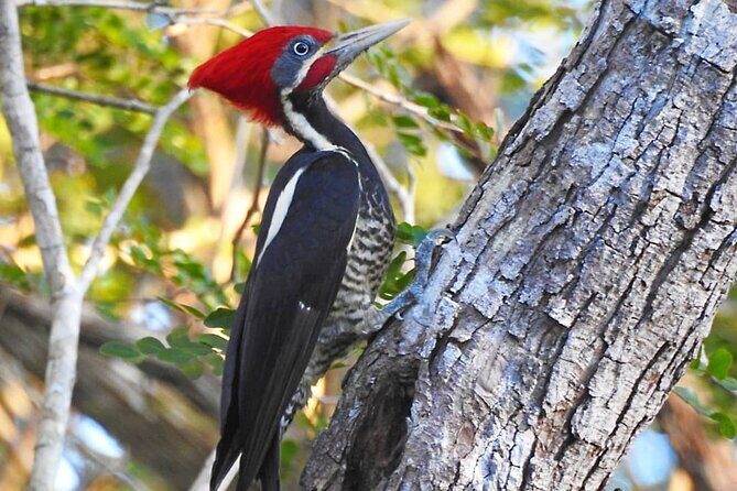 Xocen Birding - Price and value: what you’re really paying for