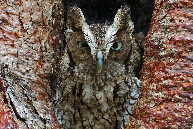 Xocen Birding - Where to stay: cabins if you want more than one walk