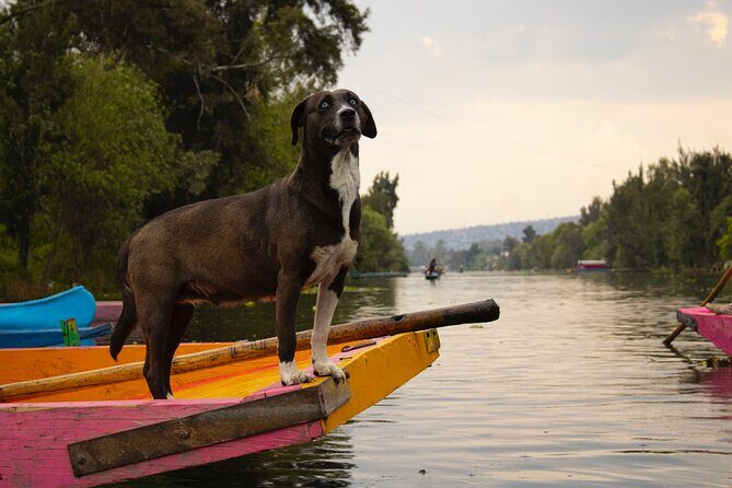Xochimilco BOAT LIGHT PARTY WITH 1 DRINK AND 4 TAQUITOES + 18 - Snacks and Timing: What You Should Eat Before Boarding