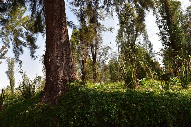Xochimilco & Coyoacán Private Tour: Canals, Markets & Local Food - Xochimilco canal time: mariachi, snacks, and your preferred level of party
