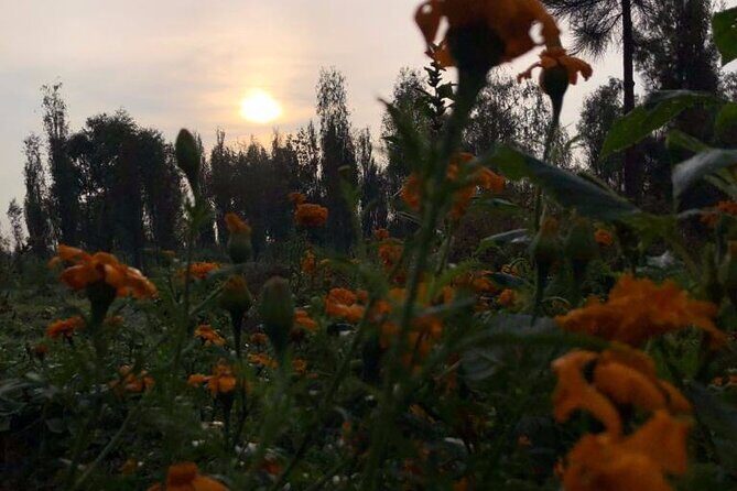Xochimilco Sunrise from Mexico - Price and value: what you’re paying for (and why it can make sense)