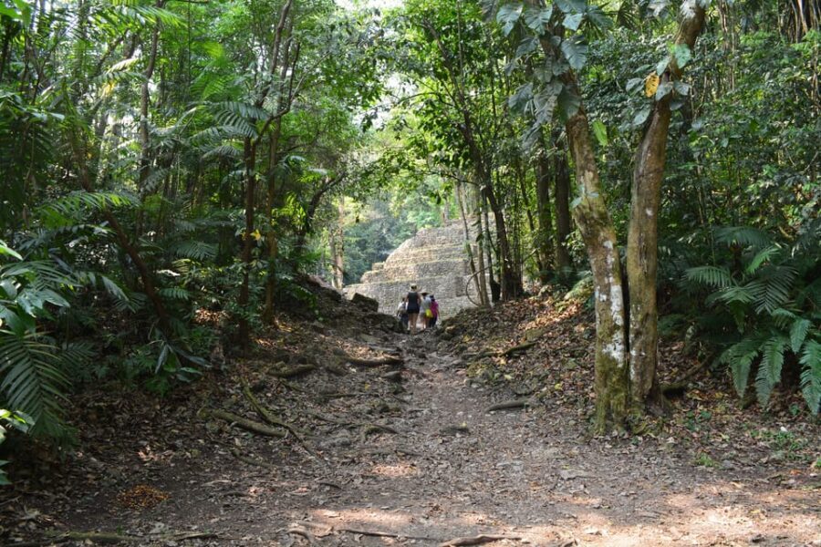 Yaxchilan & Bonampak Ruins and Lacandon Jungle from Palenque - Lacandon Jungle nature time: what you’ll see (and what you won’t)