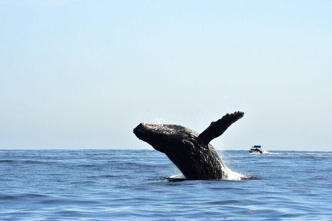 ZODIAC Whale Watch Tour | Cabo San Lucas | Biologist | FREE Pics - A max-10 zodiac in Cabo: why it matters more than you think