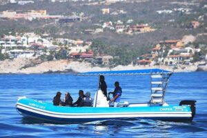 ZODIAC Whale Watch Tour | Cabo San Lucas | Biologist | FREE Pics - Marine biologist onboard: what you’ll learn as the whales surface