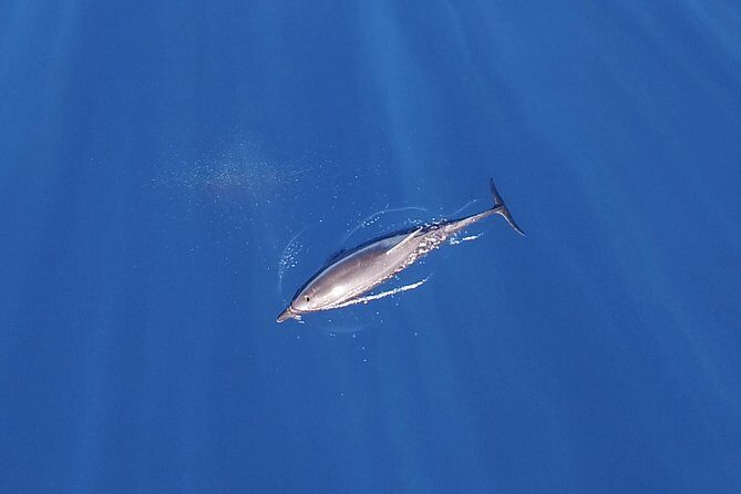 ZODIAC Whale Watch Tour | Cabo San Lucas | Biologist | FREE Pics - How the 2.5 hours flow: El Arco, Lovers Beach, Pelican Rock, then the whale search