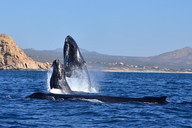 ZODIAC Whale Watch Tour | Cabo San Lucas | Biologist | FREE Pics - The hydrophone: when whale songs are on the menu