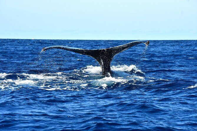 ZODIAC Whale Watch Tour | Cabo San Lucas | Biologist | FREE Pics - Free photos and the phone-down strategy
