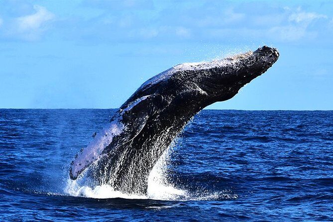 ZODIAC Whale Watch Tour | Cabo San Lucas | Biologist | FREE Pics - What you can realistically see (beyond humpbacks)
