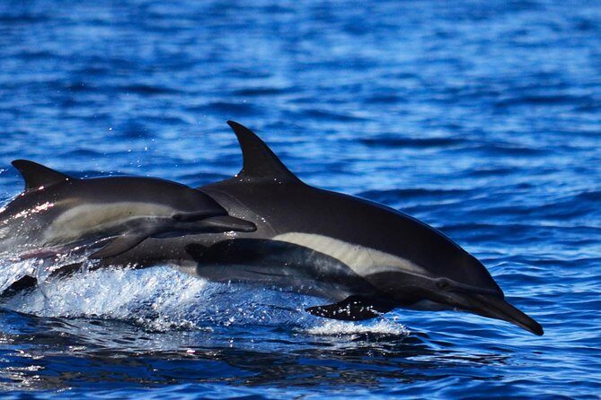 ZODIAC Whale Watch Tour | Cabo San Lucas | Biologist | FREE Pics - Price and value: is $109 reasonable for this experience?