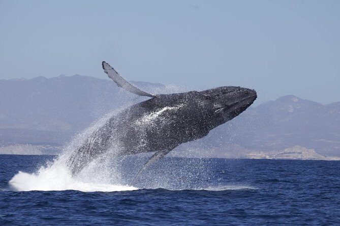 Zodiac Whale-Watching Adventure in Los Cabos - Meeting at Cabo Expeditions Marina: How the Tour Starts