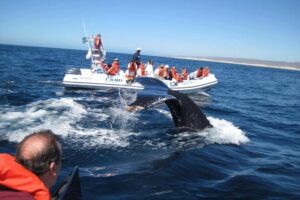 Zodiac Whale-Watching Adventure in Los Cabos - On the Sea of Cortez: What You’re Actually Looking For