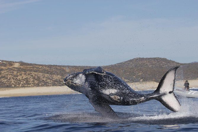 Zodiac Whale-Watching Adventure in Los Cabos - Passing Land’s End, Lovers’ Beach, and the Arch of Cabo San Lucas