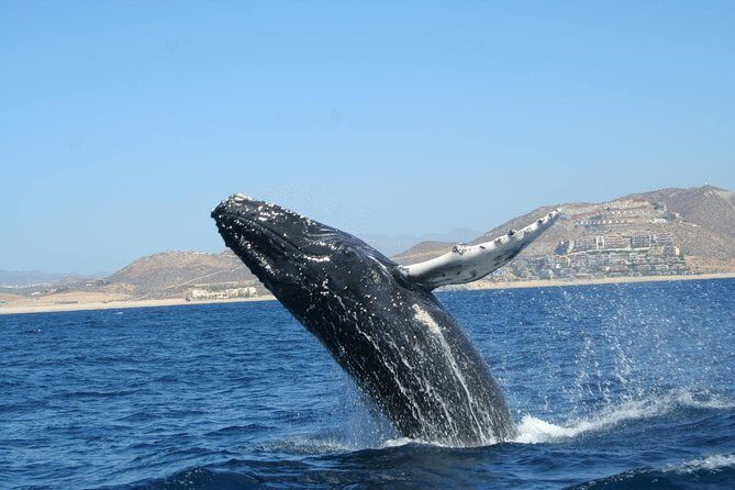 Zodiac Whale-Watching Adventure in Los Cabos - Guides, Certified Crew, and Why the Info Feels Useful