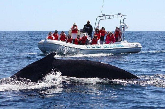 Zodiac Whale-Watching Adventure in Los Cabos - Price and Value: Is $129 a Smart Choice?