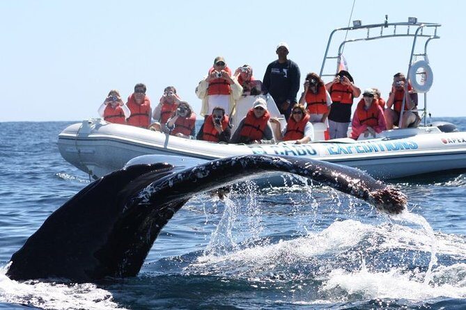 Zodiac Whale-Watching Adventure in Los Cabos - Practical Considerations: Weather, Timing, and On-Water Comfort